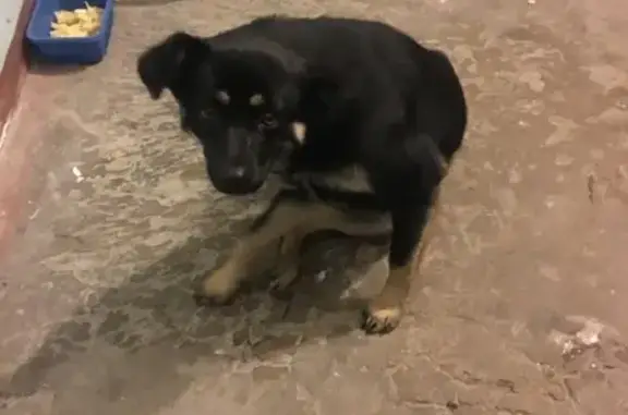 Найдена собака в Самарском районе, нужен хозяин!