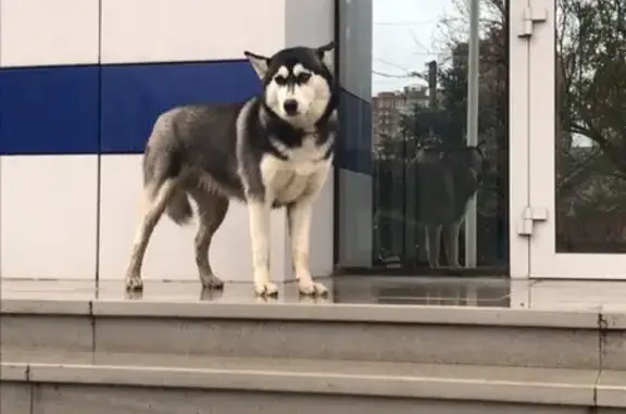 Найдена собака в Краснодаре