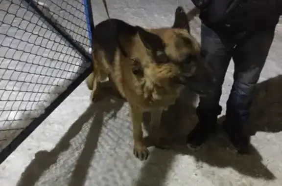 Найдена собака в Нагорном районе