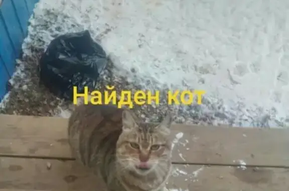 Найден домашний кот в Яжелбицах