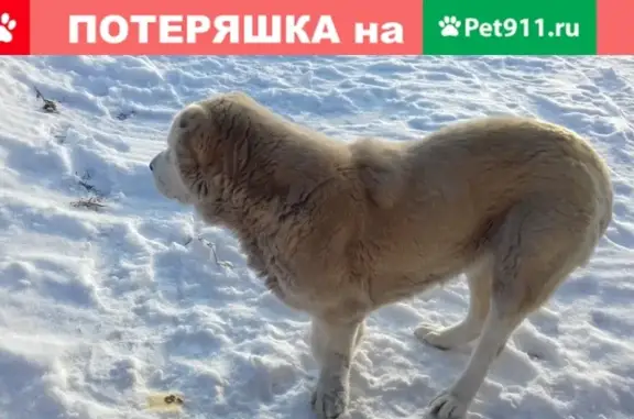 Найдена собака в Чесноковке, нужна помощь!