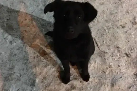 Найдена собака в Челябинске, район Ленинский