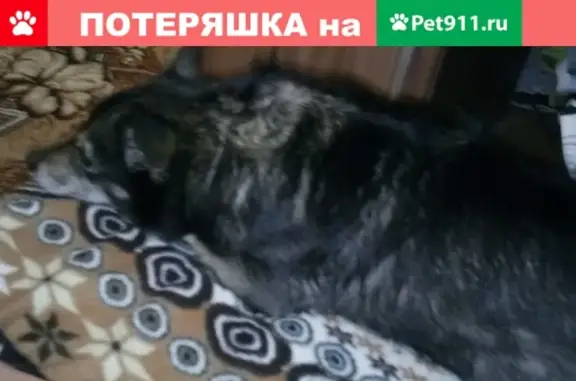 Пропала собака на Милютина 23.11 в Череповце