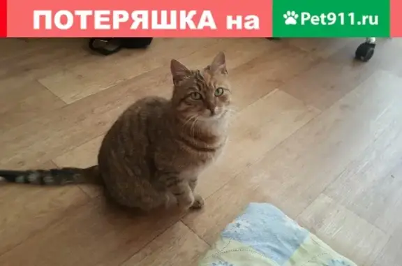 Найдена кошка на ул. Советская 31 в Пскове