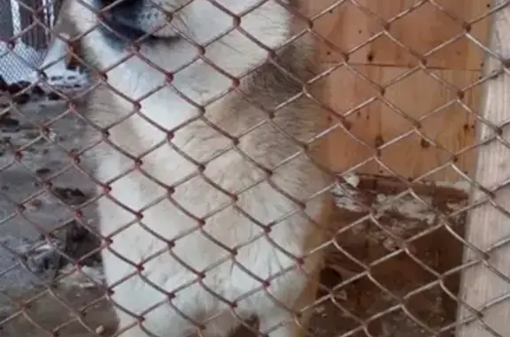 Собаки потеряшки, Матвеево, фото: Потеряшка собака Лайка в селе Матвеево