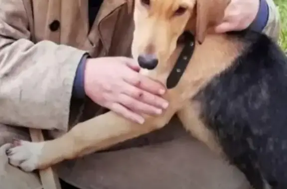 Пропала собака Карат в Белозерском районе