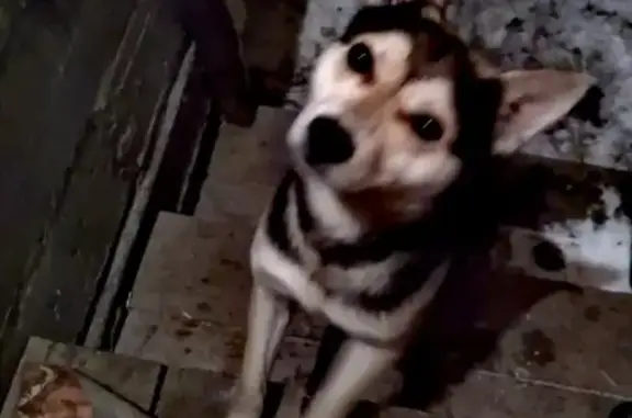 Найдена собака на ул. Трофимова, Горно-Алтайск.