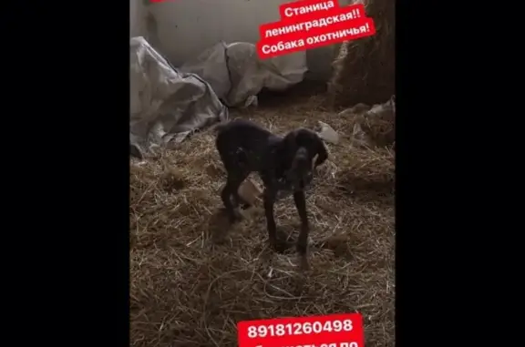 Найдена собака в станице Ленинградской, помогите найти хозяина