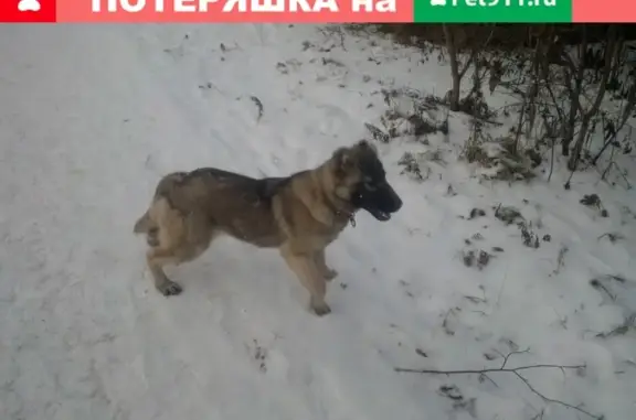 Пропала собака в Ивановской области, Кинешма