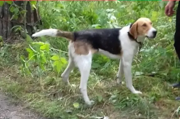 Пропала собака на Магистральной, Новоалтайск