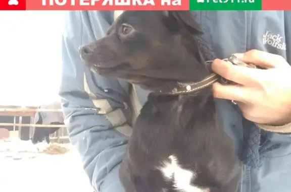 Найден пёсик в Бородулино, Свердловская область