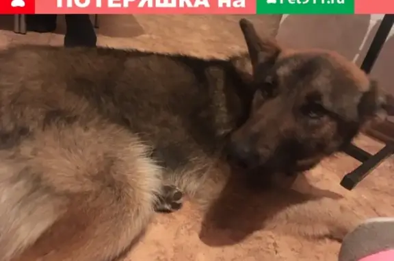 Найдена красивая собака в Новокузнецке