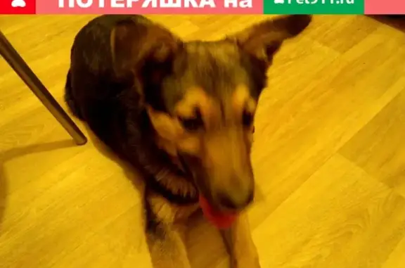 Найдена домашняя собака на Московском шоссе, Н. Новгород