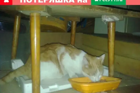 Пропал кот в Рязани на улице Павлова