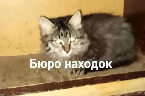Найден котенок на ул. Арктической, ищем хозяев. (Архангельск)