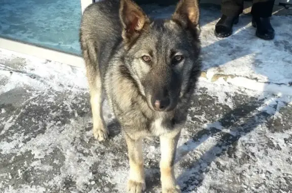 Найдена собака в Жигулевске, 15 квартал, Космонавтов.