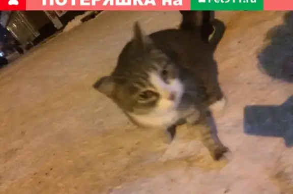 Найдена ласковая кошка с ошейником в Новоильинском районе