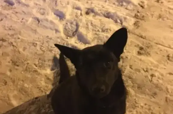 Собака найдена на Ново-Вокзальной, 19 в Самаре