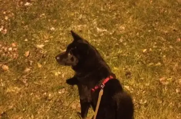 Найдена собака в Красносельском районе СПб