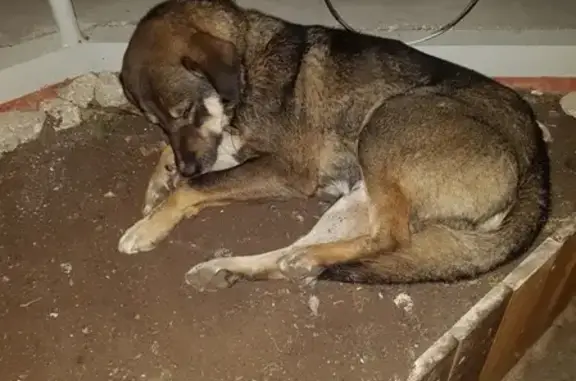 Найдена собака в Дзержинском, ищем хозяина
