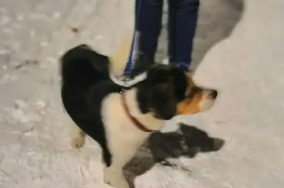 Найден щенок в Воткинске!