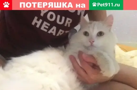 Найден белый кот в г. Асбест, Свердл. обл.