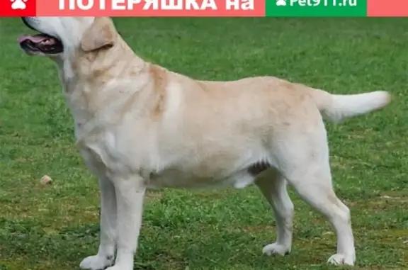 Пропала собака Лео в Иркутске, п.Новая-Разводная