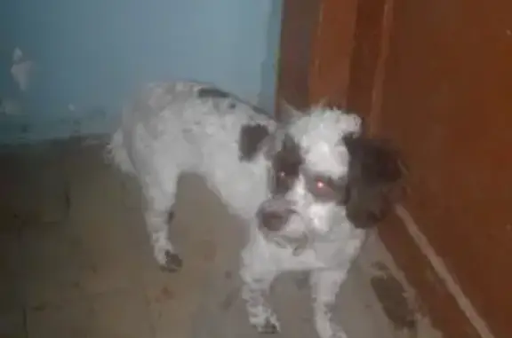 Найдена собака в Каменск-Уральском, ищем хозяев!