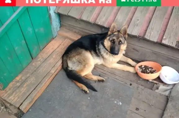 Пропала собака Тимур в Балее, вознаграждение 5000 рублей