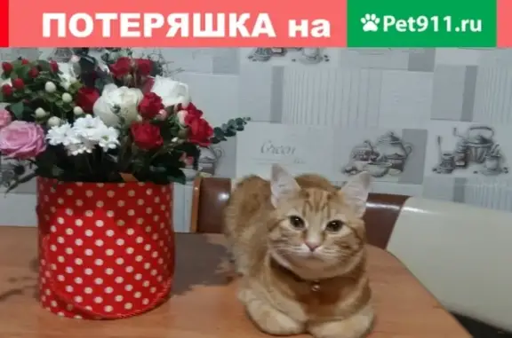 Пропал кот на улице Радищева, 49 в Мурманске