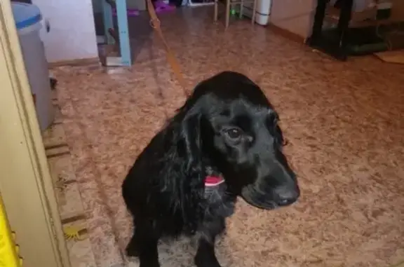 Найдена молодая собака породы спаниель в Курске
