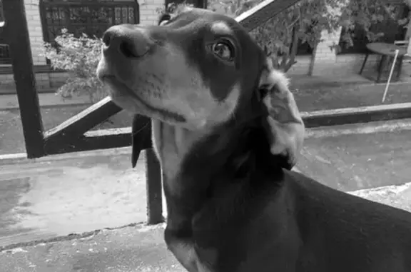 Пропала собака Кай в Наро-Фоминске