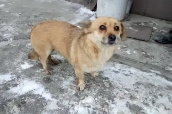 Найдена собака на Пирочинском шоссе, Коломна