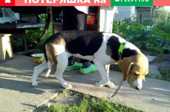 Пропала охотничья собака в селе Образцово, Самарская область