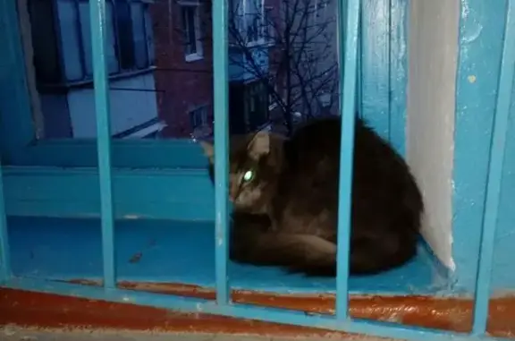 Найдена потерявшаяся кошка возле ЦРБ, Белореченск
