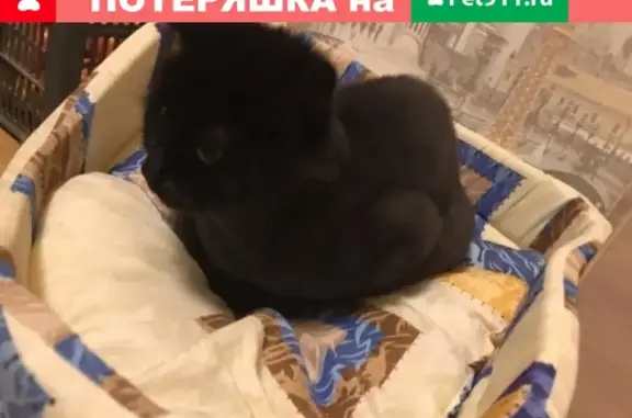 Кошки потеряшки, Набережные Челны, фото: Потеряшка кошка с большой кисточкой на хвосте в Набережных Челнах, СТО Лазурный.