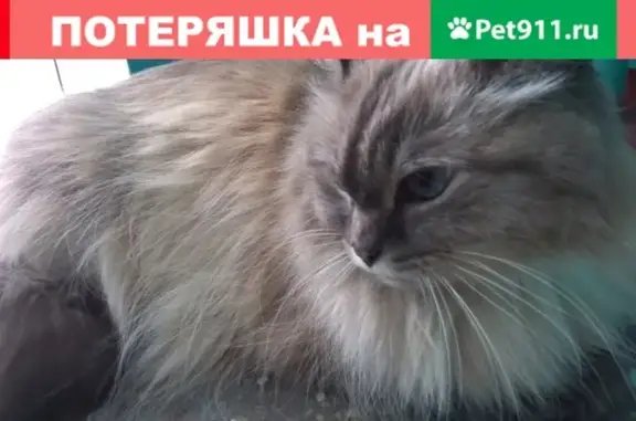 Найдена кошка на ул. Петра Осминина, ищем хозяев