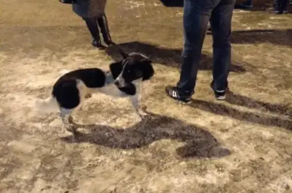 Найдена собака в районе Рокоссовского