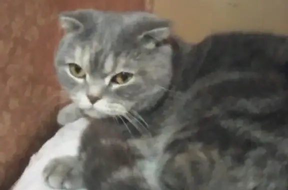Найдена кошка в Кургане com/yvishnyakova0