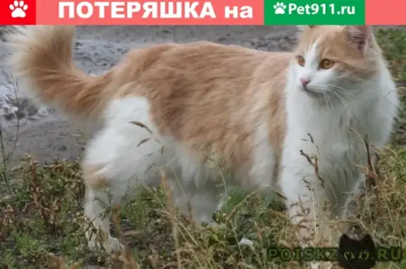 Пропал кот Лёва из пос. 13 борцов, награда за информацию.
