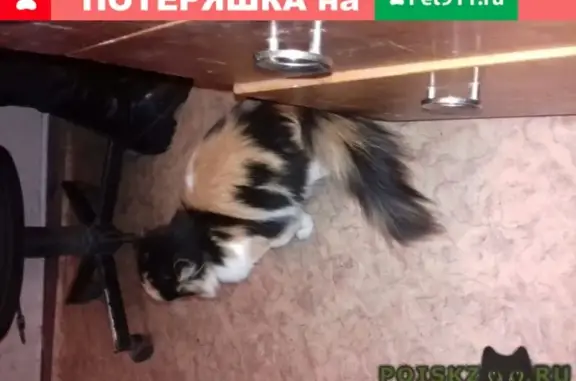 Найдена кошка в Кетово, ищем хозяина!