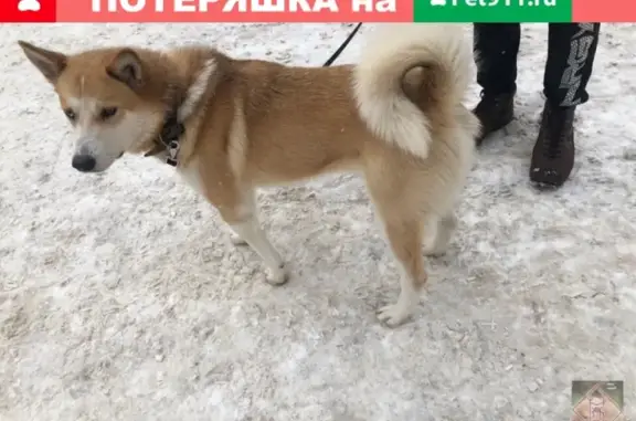 Найдена собака на улице Революции