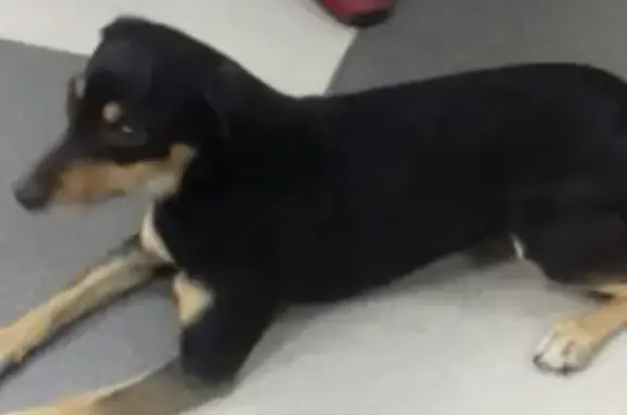 Собака найдена в Новокузнецке, находится в парикмахерской Bell.
