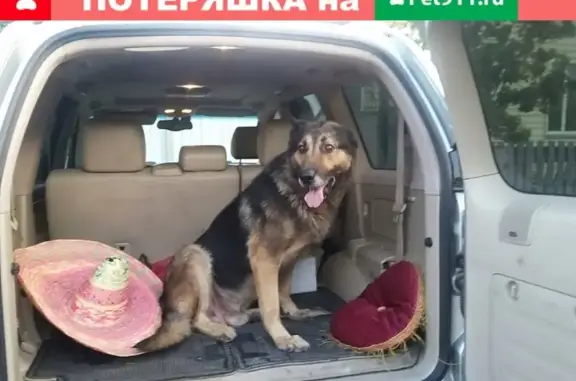 Пропала собака в частном секторе на Ярыгина, Абакан