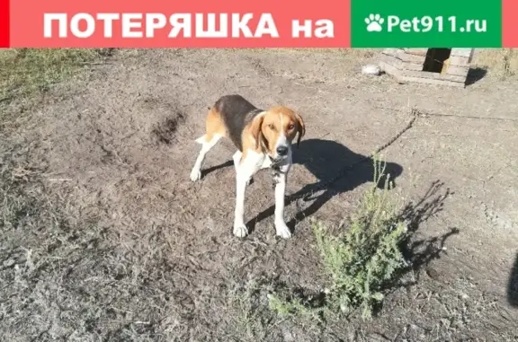 Пропала собака в Старооскольском районе, помогите найти!