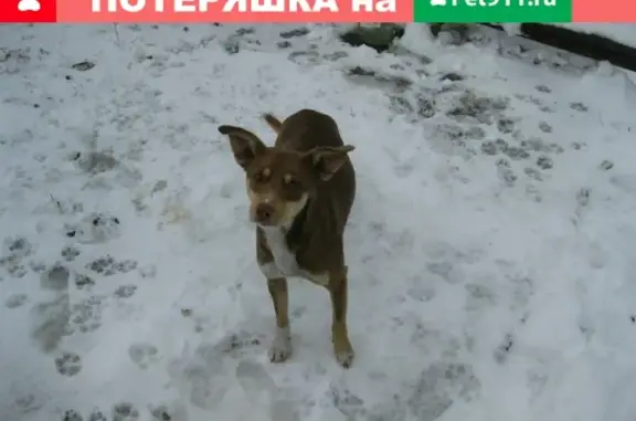 Пропала собака на ул. Сарматская, Новочеркасск