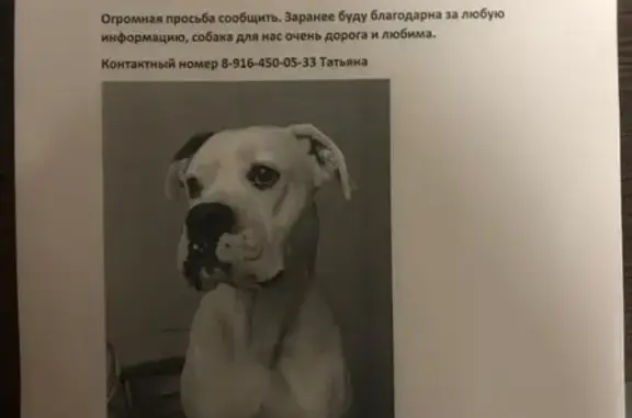 Пропала собака в Электрогорске, МО