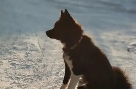 Пропала собака на Пирогова-Кизильской, зовут Шельма