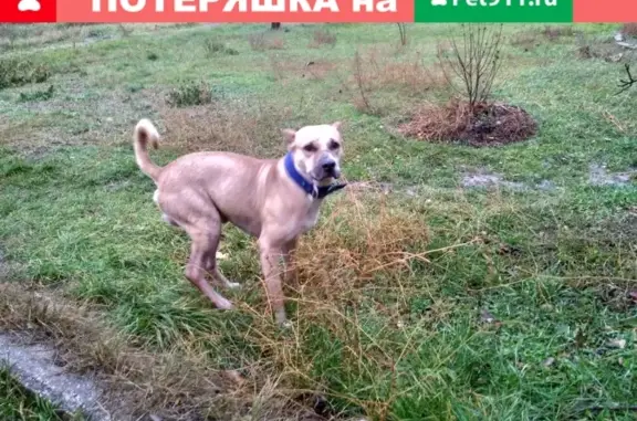 Собака Потеряшка бегает в Приморском, Гагарина 1
