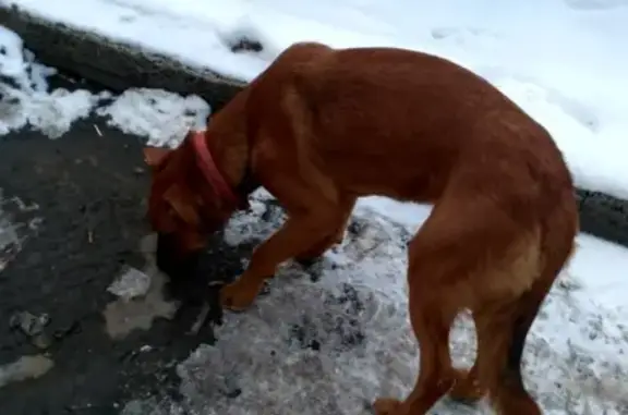 Найдена собака в Казани, ищем хозяина